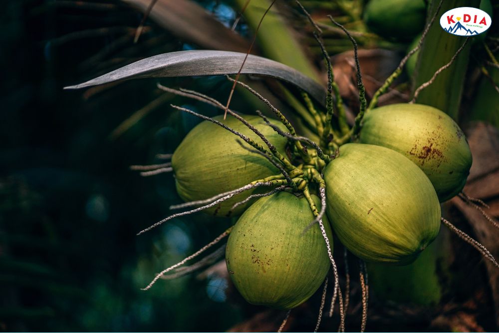 nuoc-dua-co-duoc-tinh-là-chat-long-khong