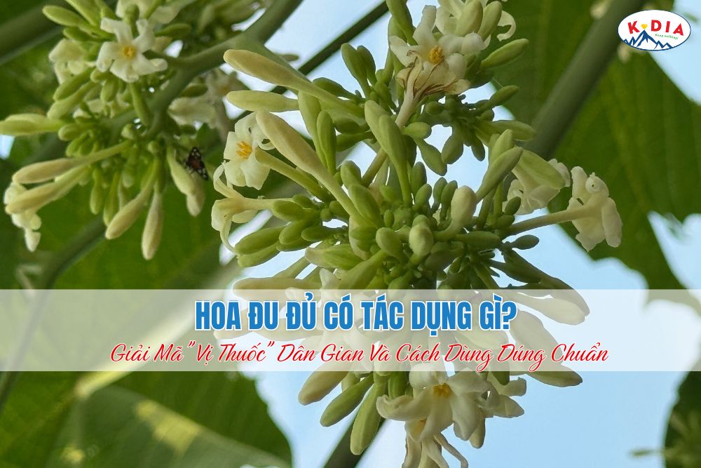 hoa-du-du-co-tac-dung-gi-5